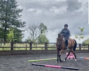 Supple horse - poles in walk