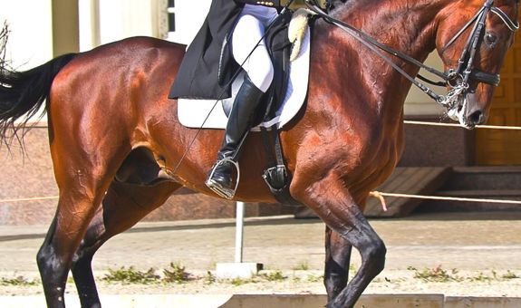 Rider Kinematics and Equine Locomotion
