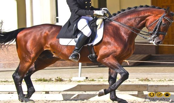 Rider Kinematics and Equine Locomotion