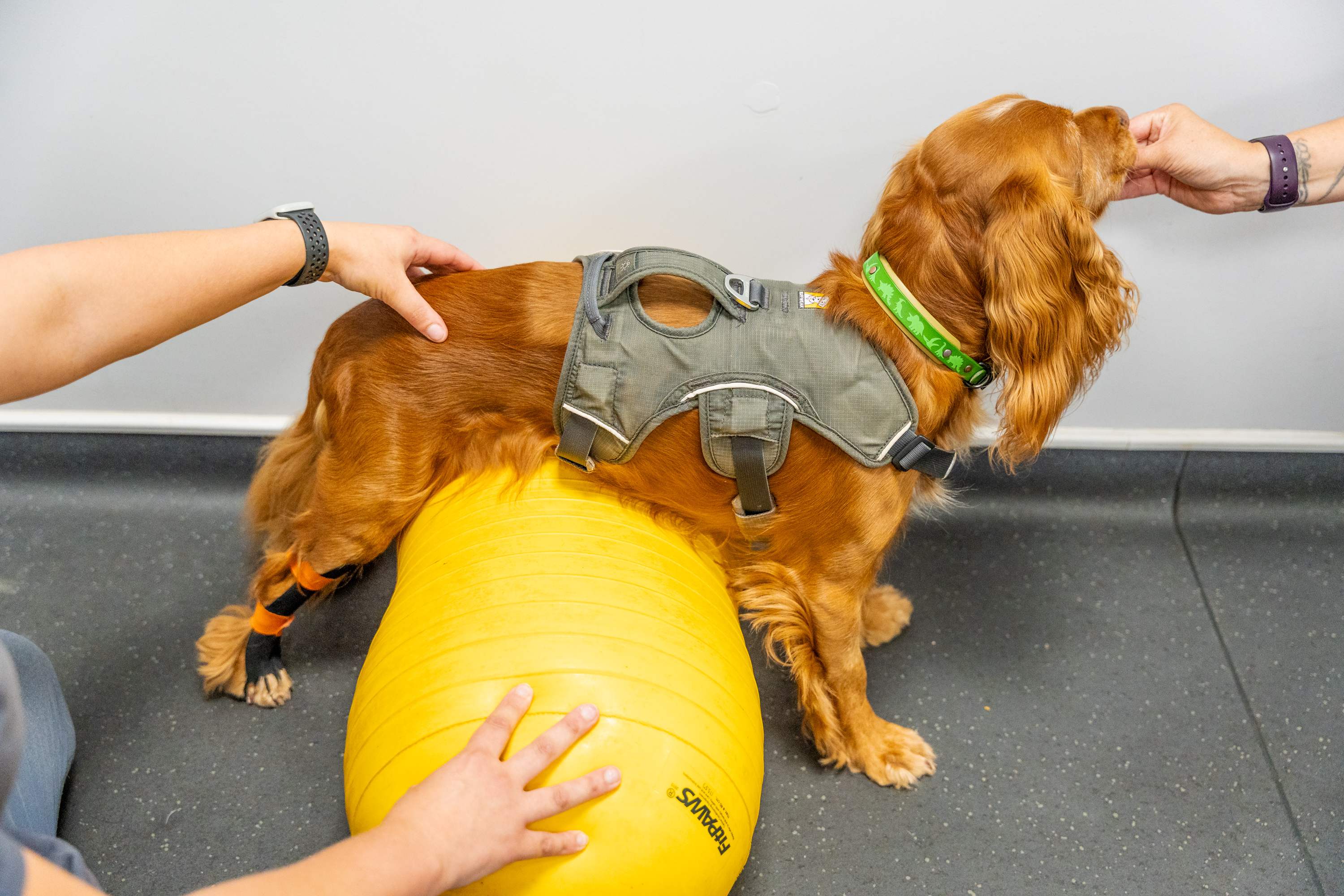 Canine neurological exercise